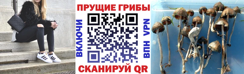 купить наркоту Семикаракорск Галлюциногенные грибы Cubensis